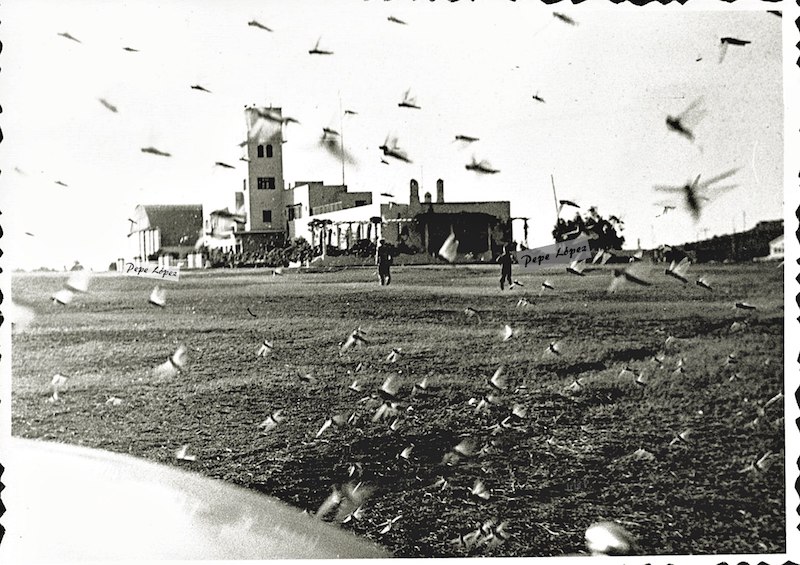 La plaga de langosta invade el aeropuerto de Los Rodeos (1958)