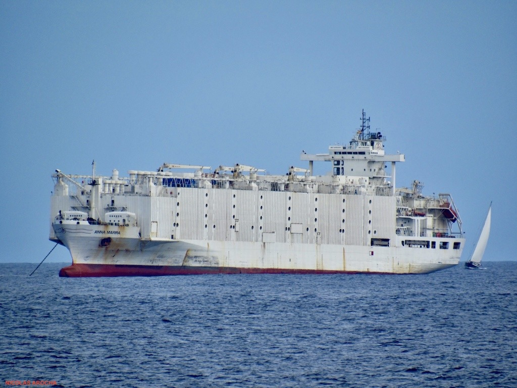Un antiguo portacontenedores de MSC, reconvertido en el buque establo “Anna Marra”