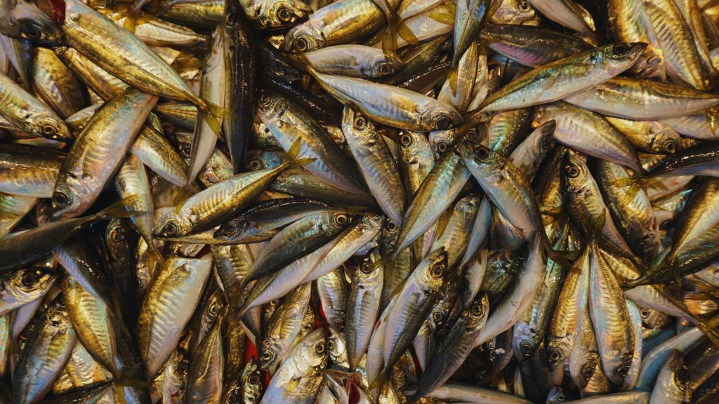 Luz verde a una cuota de 1.275 toneladas de caballa en puertos del norte español Ministerio de Agricultura, Pesca y Alimentación ha establecido una cuota de 1.275 toneladas de caballa